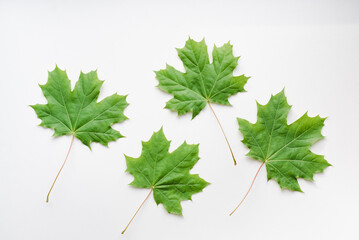 Maple leaves on a white background. Green leaves on a white background. Green maple leaves.