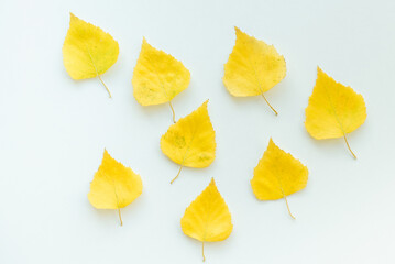 Birch leaves on a white background. Yellow birch leaves. Autumn leaves.