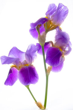 purple iris flower isolted on white background