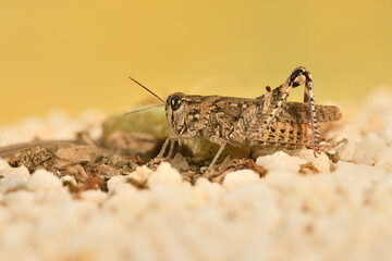 Saltamontes (caelíferos) macrofortografia 