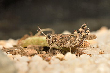Saltamontes (caelíferos) macrofortografia 