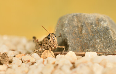 Saltamontes (caelíferos) macrofortografia 