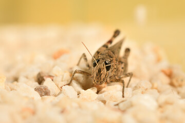 Saltamontes (caelíferos) macrofortografia 