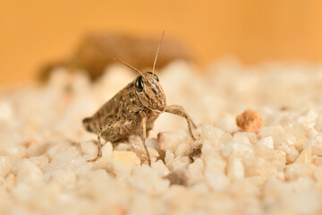 Saltamontes (caelíferos) macrofortografia 