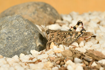 Saltamontes (caelíferos) macrofortografia 