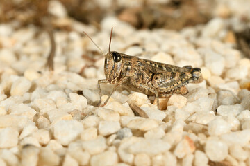 Saltamontes (caelíferos) macrofortografia 