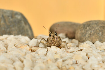 Saltamontes (caelíferos) macrofortografia 