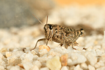 Saltamontes (caelíferos) macrofortografia 