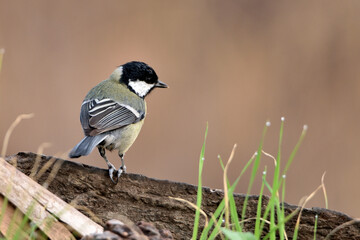 carbonero común (Parus major) posado en un viejo tronco