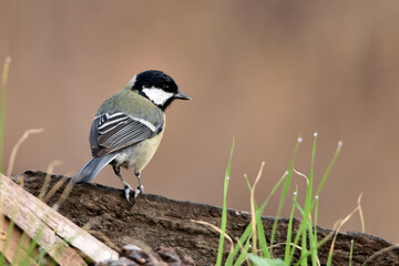 Obraz premium carbonero común (Parus major) posado en un viejo tronco