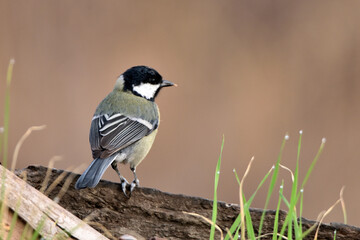 carbonero común (Parus major) posado en un viejo tronco