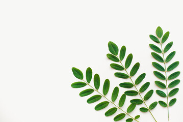 Obraz premium Green leaves on a white background. The texture of the leaves.
