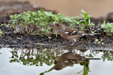  pinz&oacute;n vulgar (Fringilla coelebs) bebiendo y reflejado en el agua del estanque