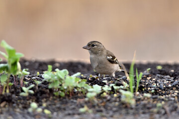 pinzón vulgar (Fringilla coelebs)