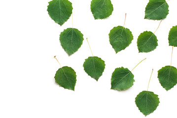Green leaves isolated on white background.