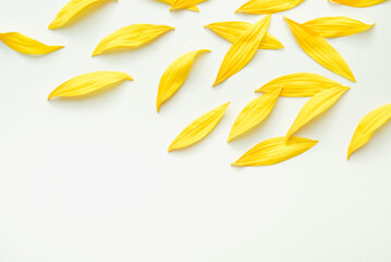 Sunflower petals on a white background. Texture with yellow petals. Colored background.