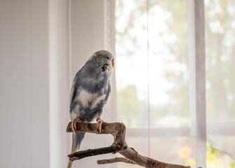 blue budgerigar on a branch in front of a window