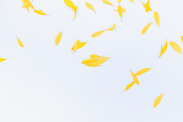 Calendula petals on a white background. Colored petals on a white background.