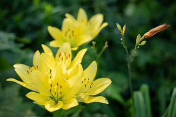 Yellow flower in garden. Flowers in flowerbed. Details of nature. Summer flowering of plant.