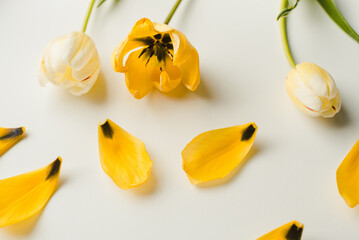 Yellow tulips on a white background. March 8.