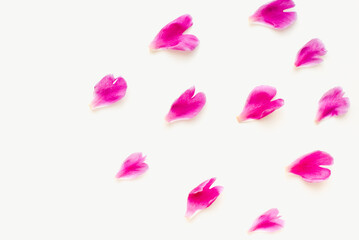 Pink petals on a white background. Pink flowers.