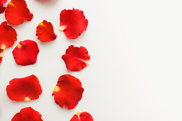 Rose petals on a white background. Red rose petals.