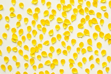 Background with sunflowers. Yellow petals on a white background. Background from yellow petals. Colored background.