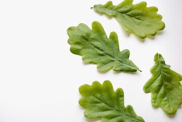 Oak leaf on a white background. Green leaves.