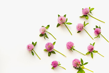 Clover flowers on a white background. Medicinal plants.