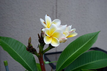 プルメリア1