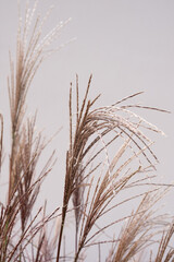 Dry pampas grass on a white background. Modern dry background flower decor.