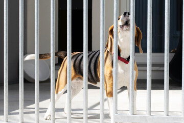 A lone beagle dog is in an animal shelter.