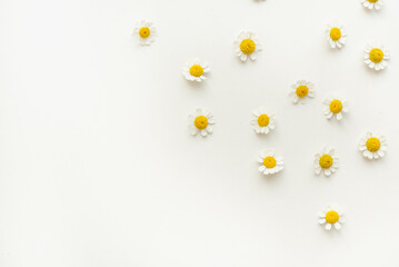 Chamomile flowers on a white background. Medicinal plants.