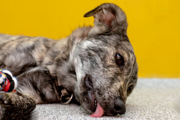 .A puppy in an animal shelter lies on the floor with a toy.