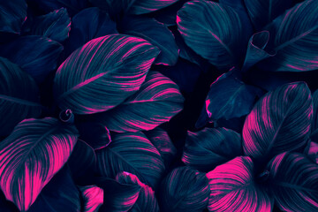 tropical leaf background, neon glow color toned.