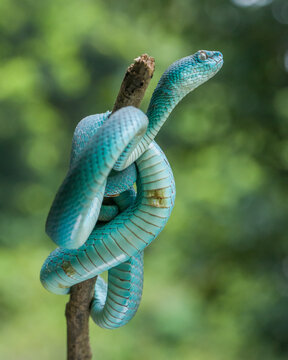 snake in a tree