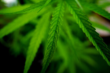 Cannabis plant leaves on dark color background