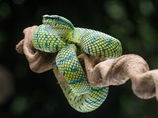 green snake in the tree