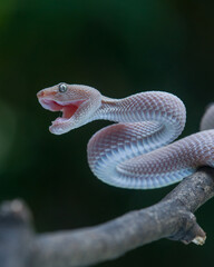 snake opens its mouth