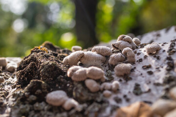 Fungi on tree bark. White shelf fungi polypore on tree bark macro.