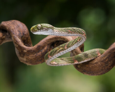snake in a tree