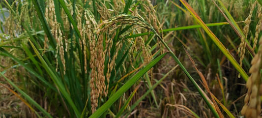 rice plant ready to harvest