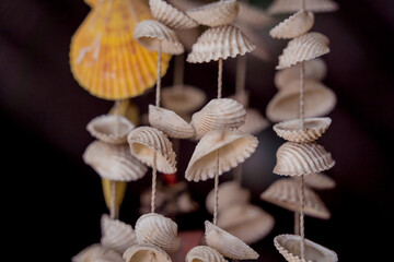 Wall decorated with scallop shells in a row