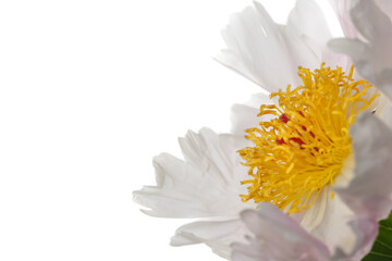 Delicate pinkish simple shape peony flower isolated on white background.