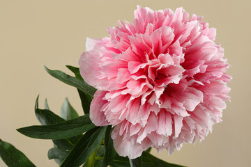 Bright delicate white-pink peony flower isolated on a beige background.