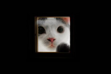 ドアの小窓から、こちらをのぞき見る子猫