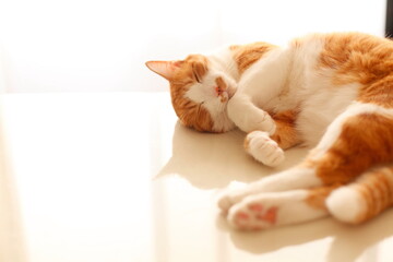 白いテーブルの上で寝る茶白の猫