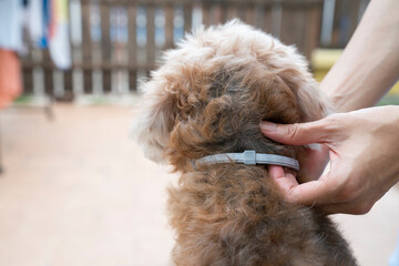 woman wearing a collar for dog, kill and repel tick and flea