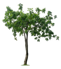 Beautiful tree isolated on white background. Suitable for use in architectural design or Decoration work.