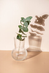 A branch of fresh eucalyptus in a transparent rippled vase on orange and beige colored background with hard light shadow, sunny morning
